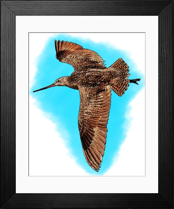 Framed Print : Marbled godwit Framed Print : Marbled godwit