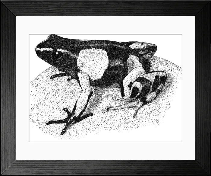 Framed Print : Painted Mantella frog