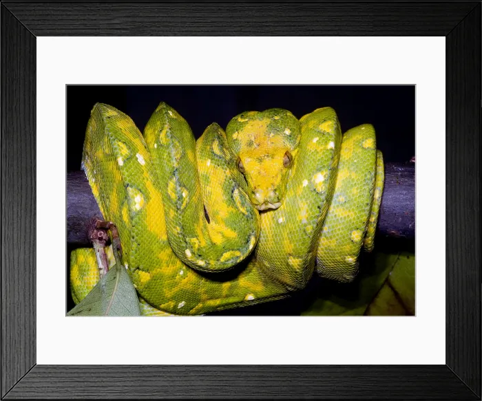 Framed Print : Green Tree Python Framed Print : Green Tree Python