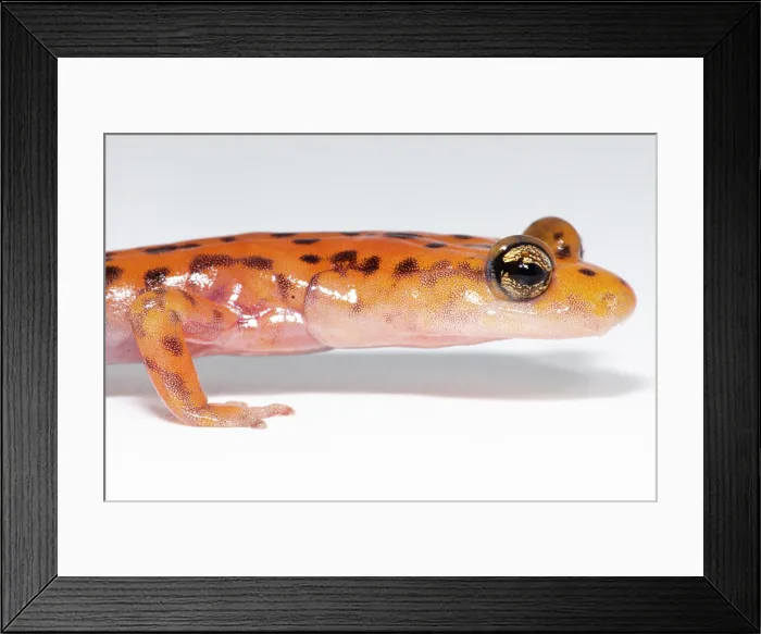 Framed Print : Cave Salamander, Eurycea lucifuga