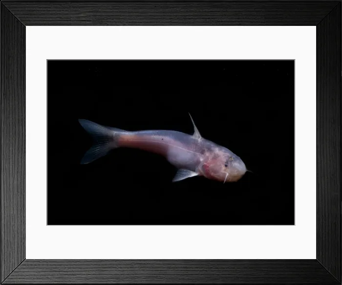 Framed Print : Amazon River Catfish Framed Print : Amazon River Catfish