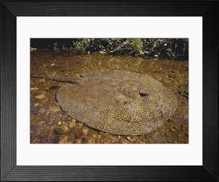 Framed Print : Freshwater Stingray Framed Print : Freshwater Stingray