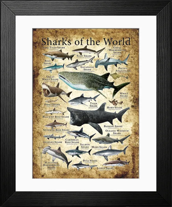 Framed Print : Sharks of the World Framed Print : Sharks of the World