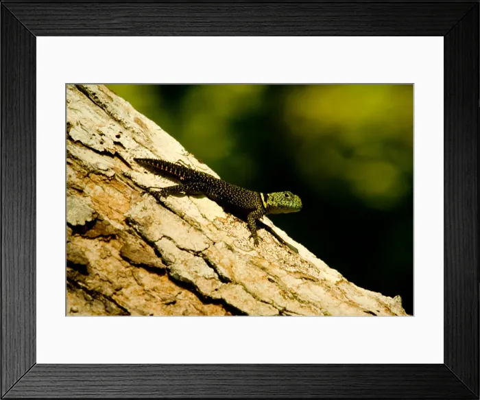 Framed Print : Tropical Thornytail Iguana Framed Print : Tropical Thornytail Iguana