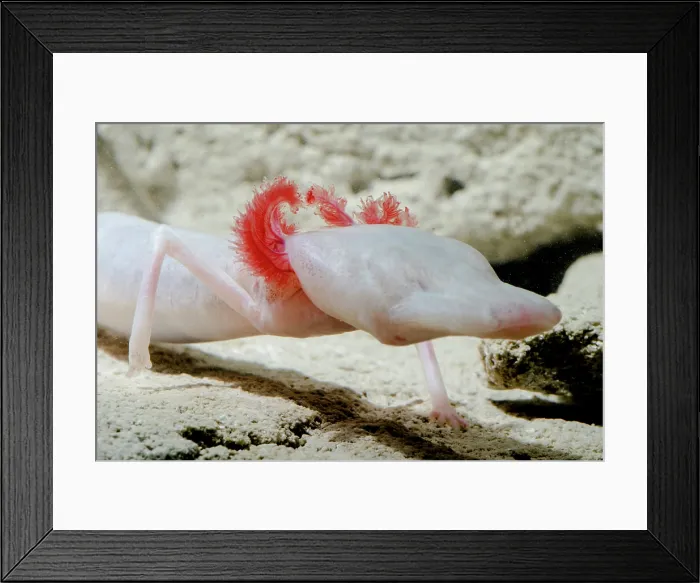 Framed Print : Texas Blind Salamander (Eurycea rathbuni) Framed Print : Texas Blind Salamander (Eurycea rathbuni)