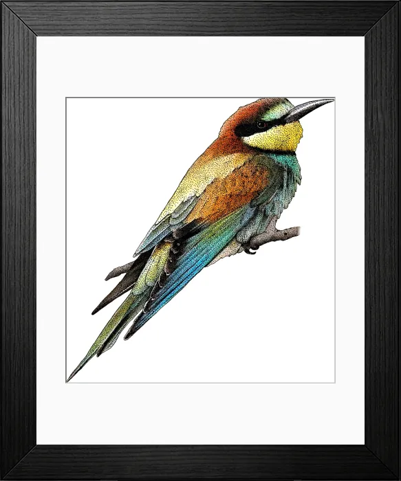 Framed Print : European Bee Eater Framed Print : European Bee Eater