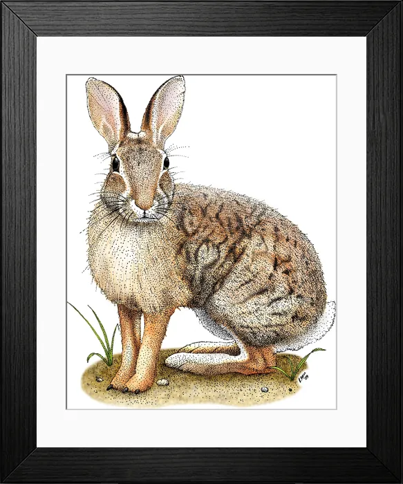 Framed Print : Brush Rabbit Framed Print : Brush Rabbit