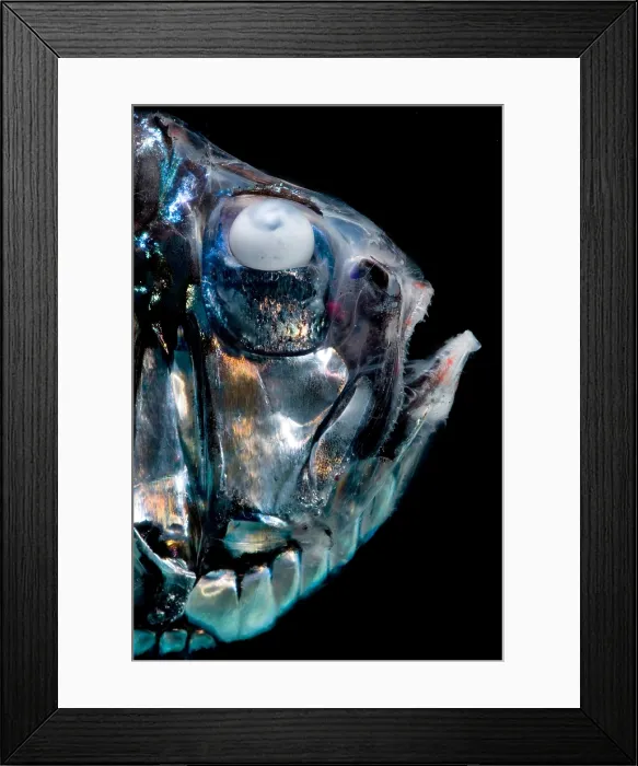 Framed Print : Giant Hatchetfish Framed Print : Giant Hatchetfish