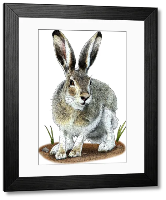 Framed Print : White-tailed Jackrabbit, Illustration