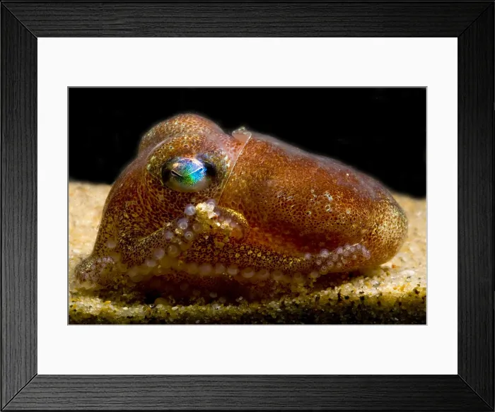 Framed Print : Stubby Squid Framed Print : Stubby Squid