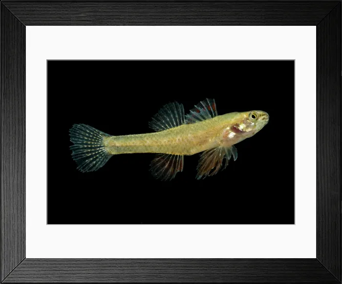 Framed Print : Least Darter (Etheostoma microperca) Framed Print : Least Darter (Etheostoma microperca)
