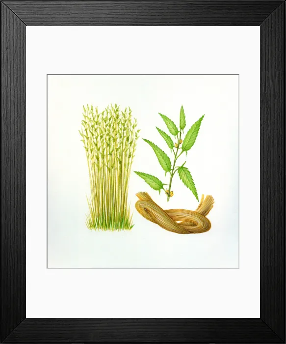 Framed Print : Jute. Illustration of Jute Framed Print : Jute. Illustration of Jute