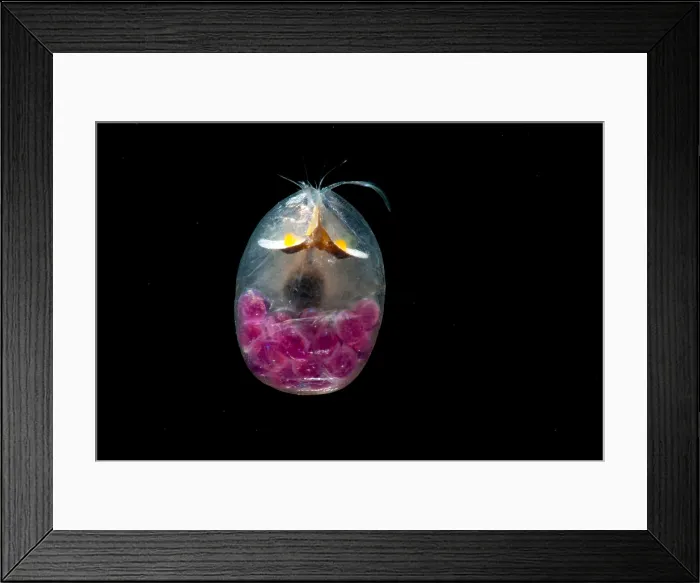 Framed Print : Giant Ostracod