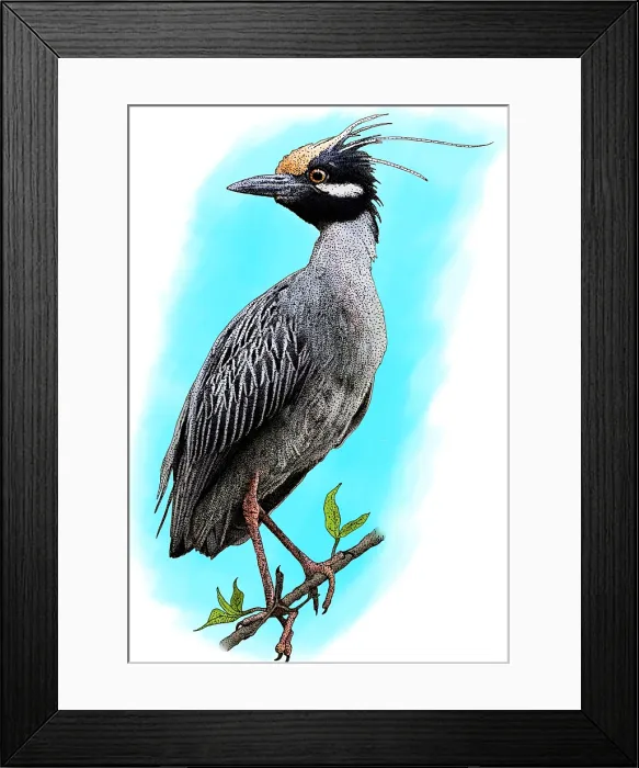 Framed Print : Yellow crowned heron Framed Print : Yellow crowned heron