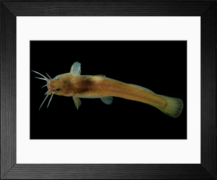 Framed Print : Slender Madtom (Noturus exilis)