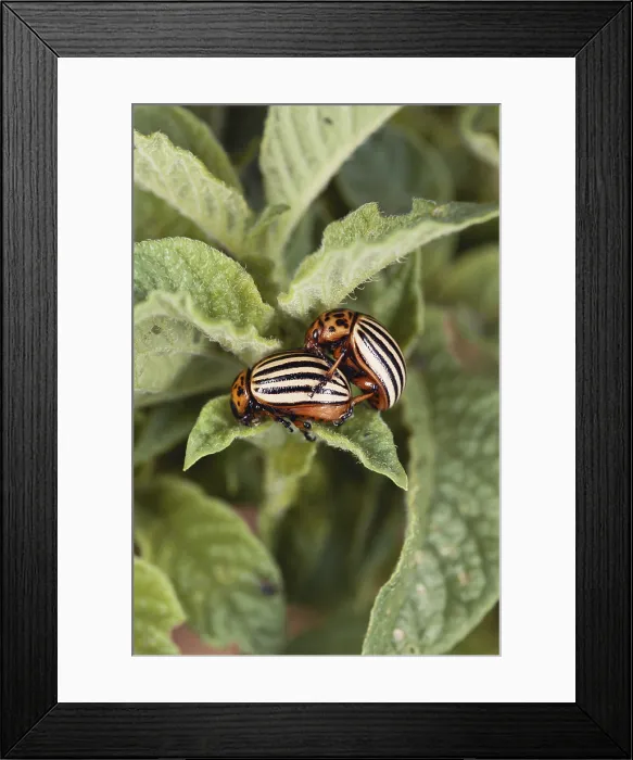 Framed Print : Colorado Potato Beetles Framed Print : Colorado Potato Beetles