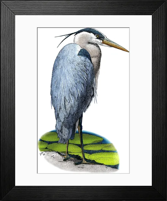 Framed Print : Great Blue Heron