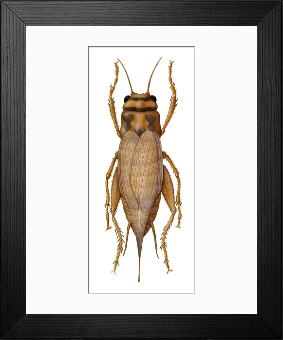 Framed Print : Cricket. Illustration of a cricket Framed Print : Cricket. Illustration of a cricket