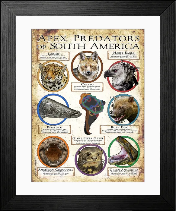 Framed Print : Apex Predators of South America