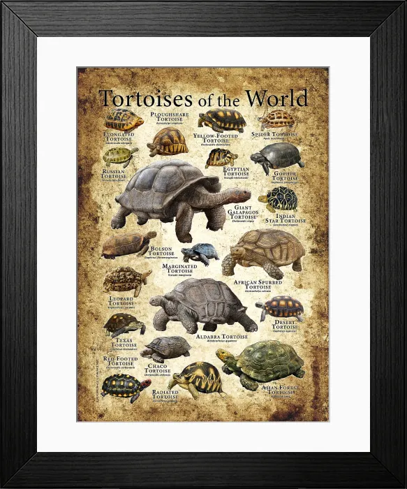 Framed Print : Tortoises of the World Framed Print : Tortoises of the World