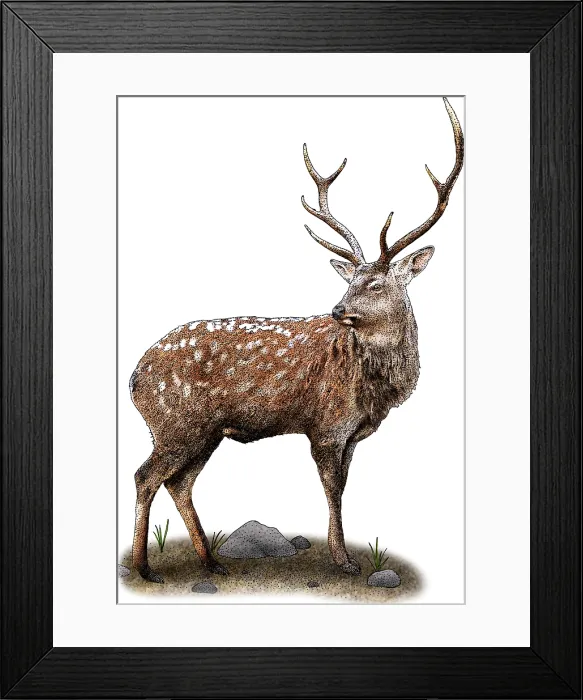Framed Print : Japanese Deer Framed Print : Japanese Deer