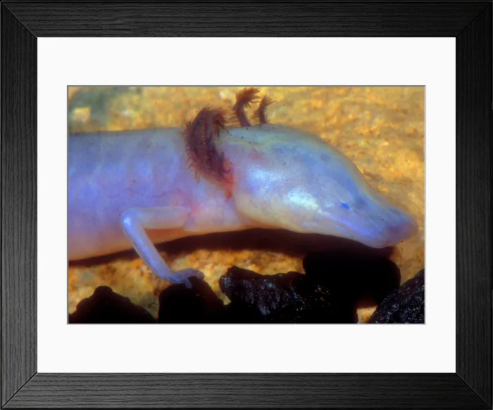 Framed Print : Texas Blind Salamander Framed Print : Texas Blind Salamander