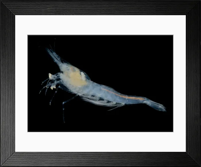 Framed Print : Alabama Cave Shrimp Framed Print : Alabama Cave Shrimp