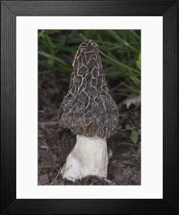 Framed Print : Edible Morel Fungus Mushroom
