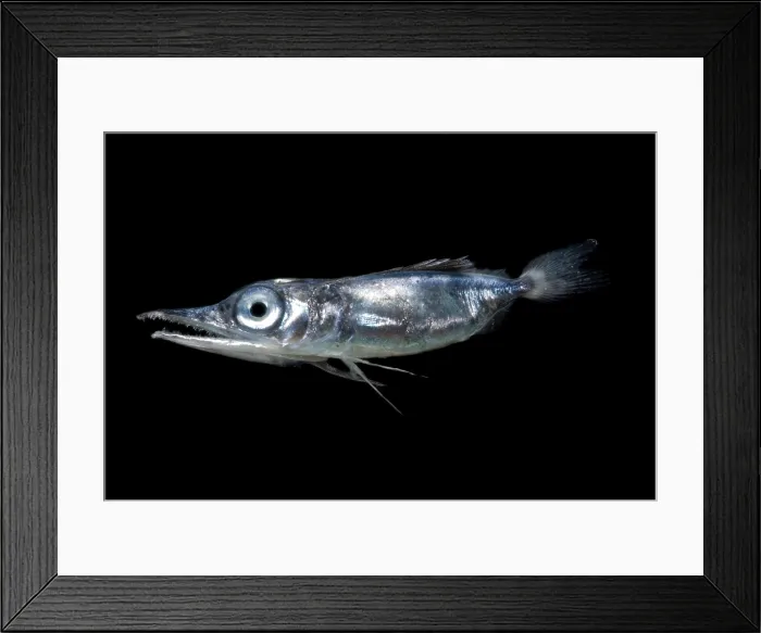 Framed Print : Larval Pomfret