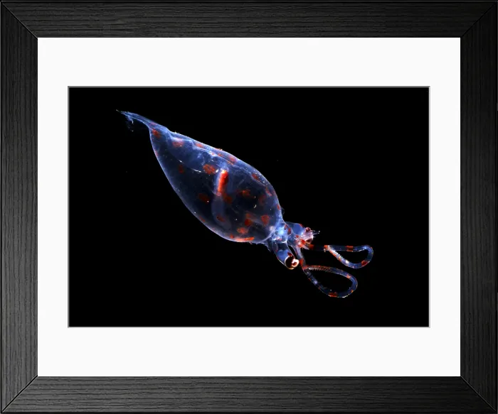 Framed Print : Glass Squid