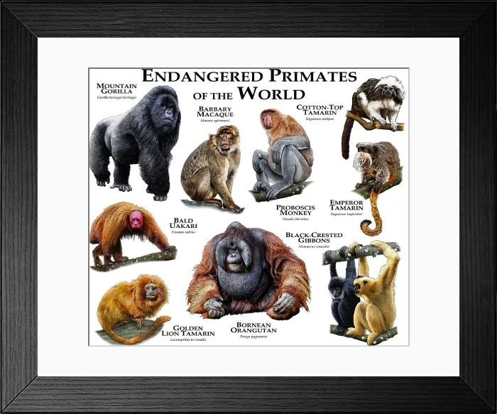 Framed Print : Endangered Primates of the World Framed Print : Endangered Primates of the World