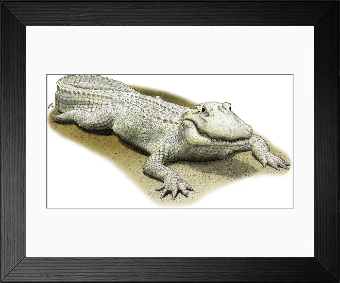 Framed Print : Albino American Alligator Framed Print : Albino American Alligator
