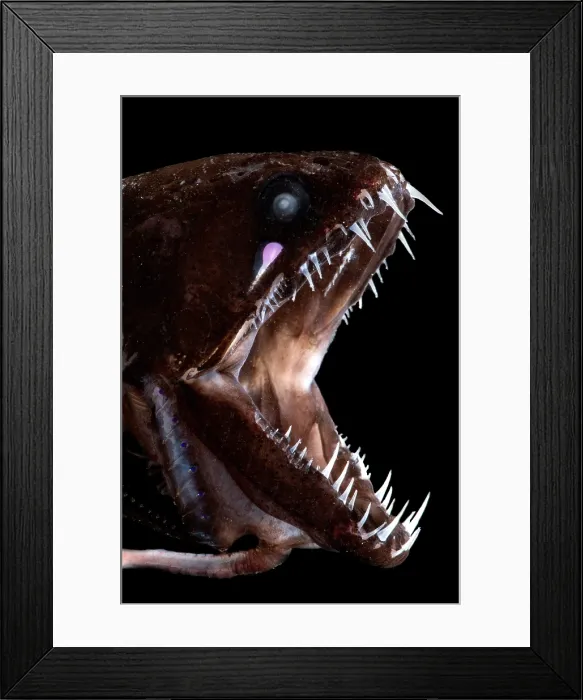 Framed Print : Dragonfish Mouth Framed Print : Dragonfish Mouth