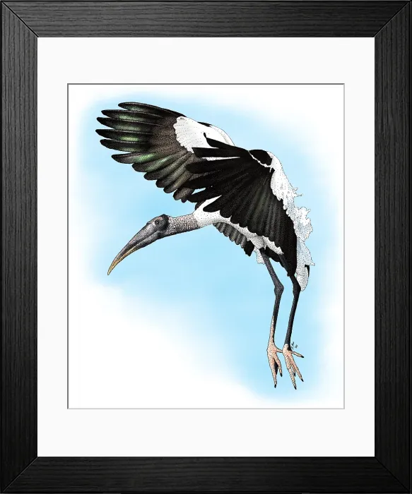 Framed Print : Wood Stork Framed Print : Wood Stork