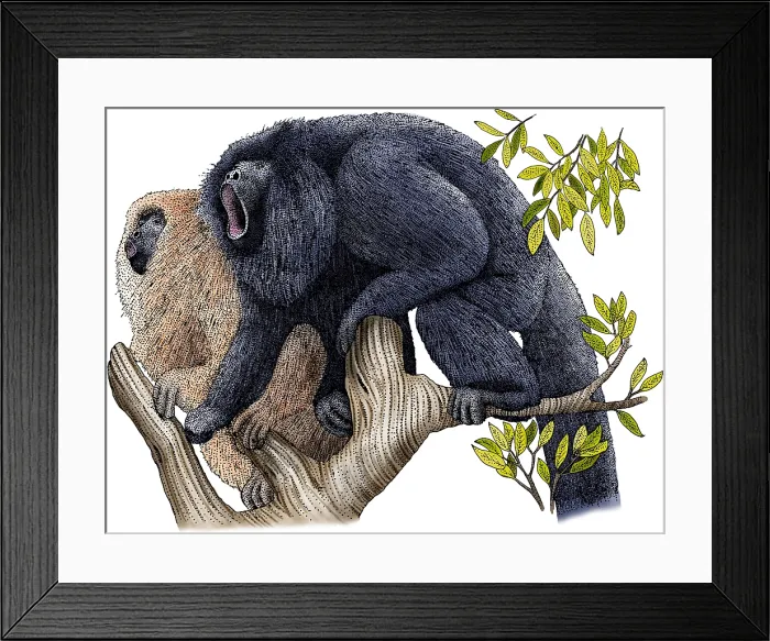 Framed Print : Black Howler Monkeys Framed Print : Black Howler Monkeys