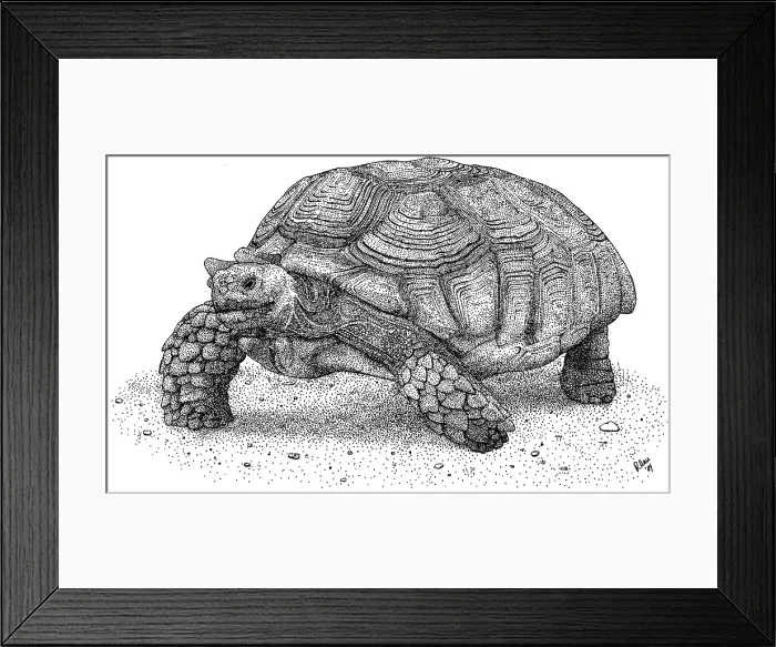 Framed Print : African Spurred Tortoise
