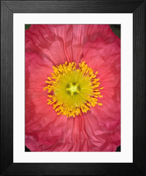 Framed Print : Iceland Poppy Framed Print : Iceland Poppy