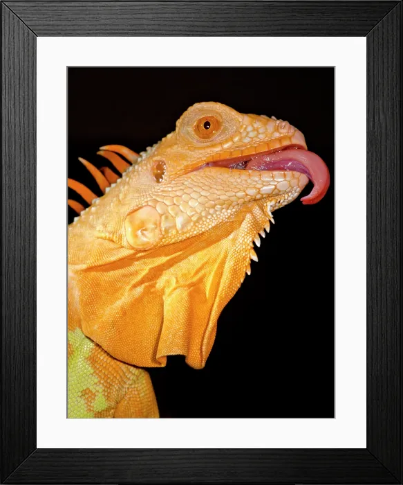 Framed Print : Crimson Phase Green Iguana Framed Print : Crimson Phase Green Iguana