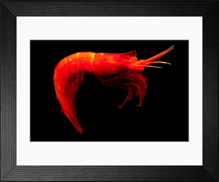 Framed Print : Deep Water Shrimp Framed Print : Deep Water Shrimp
