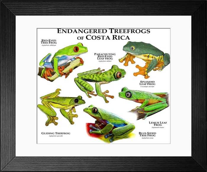 Framed Print : Endangered Treefrogs of Costa Rica Framed Print : Endangered Treefrogs of Costa Rica