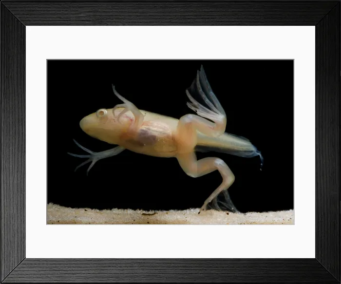Framed Print : African Clawed Frog tadpole Framed Print : African Clawed Frog tadpole