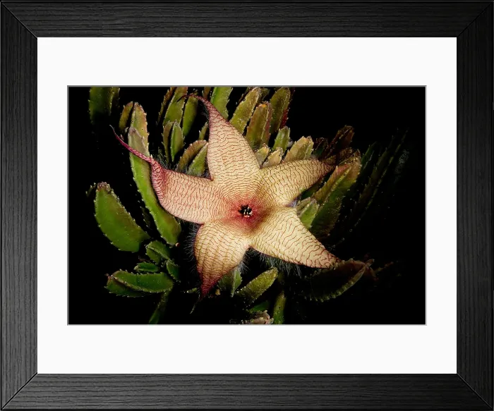 Framed Print : Starfish Flower Framed Print : Starfish Flower