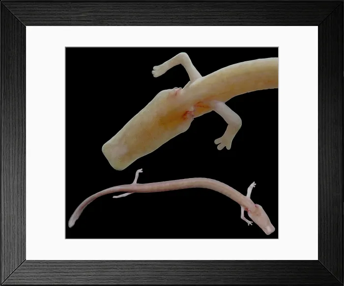 Framed Print : The Olm (Proteus anguinus) Framed Print : The Olm (Proteus anguinus)