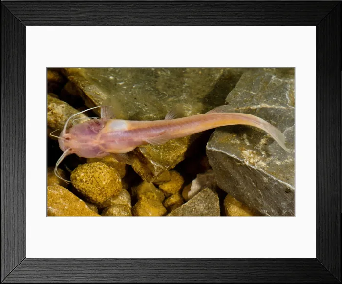 Framed Print : Chinese Blindcat (Xiurenbagrus dorsalis) Framed Print : Chinese Blindcat (Xiurenbagrus dorsalis)