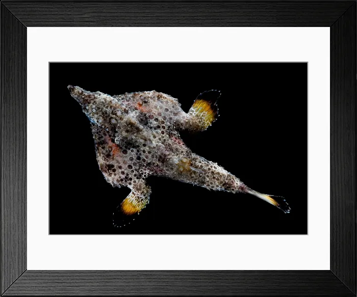 Framed Print : Roughback Batfish Framed Print : Roughback Batfish