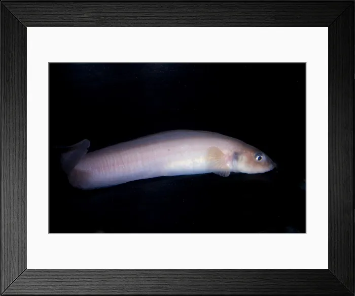Framed Print : Porous-Head Eelpout