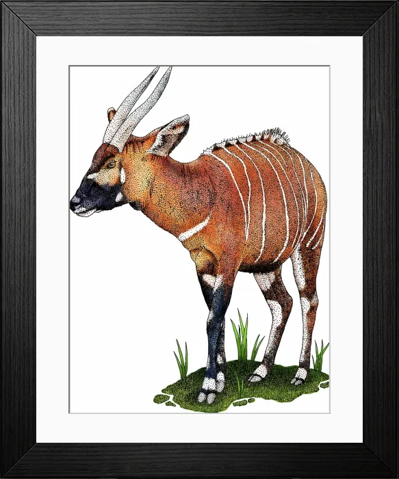 Framed Print : Eastern bongo Framed Print : Eastern bongo