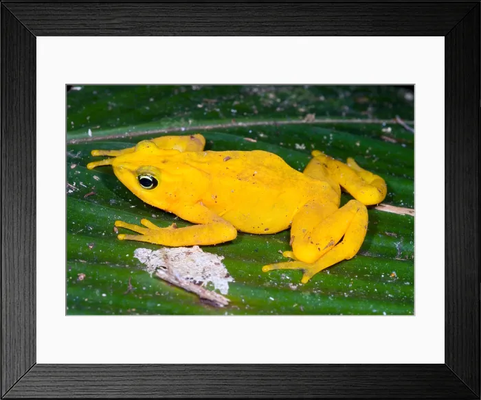 Framed Print : Harlequin Toad