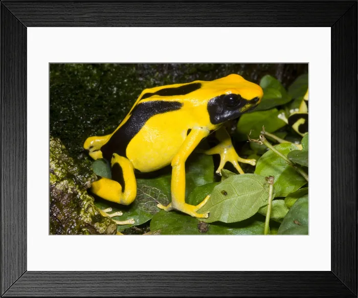 Framed Print : Dyeing Poison Frog Framed Print : Dyeing Poison Frog