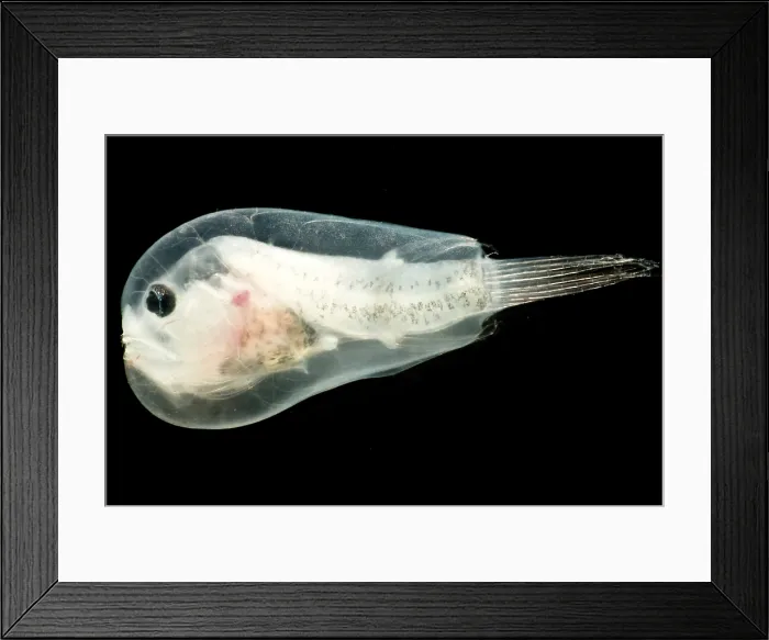 Framed Print : Larval anglerfish, Linophrynidae Framed Print : Larval anglerfish, Linophrynidae